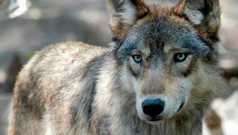 Lobo gris con ojos verdes mira fijamente a la cámara en un entorno natural borroso.