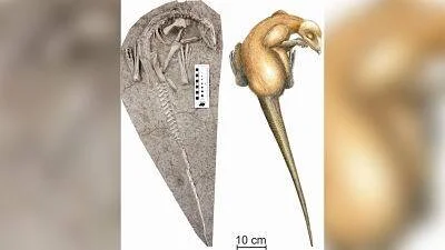 Fósil en roca y reconstrucción artística de un animal marino prehistórico con cuerpo alargado y cabeza prominente, con escala de 10 cm.