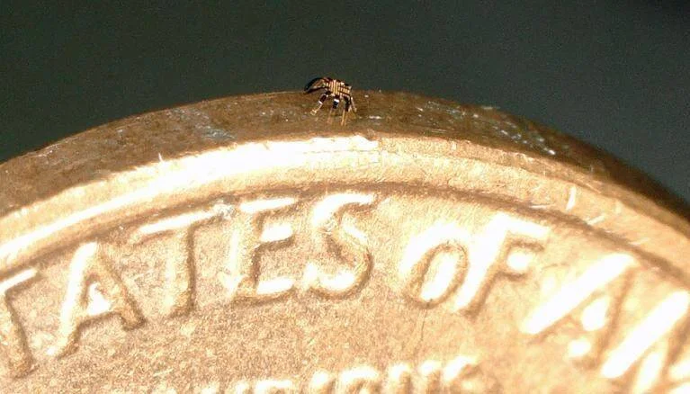 Araña minúscula posada en el canto de un centavo de dólar, ilustrando su tamaño extremadamente pequeño.