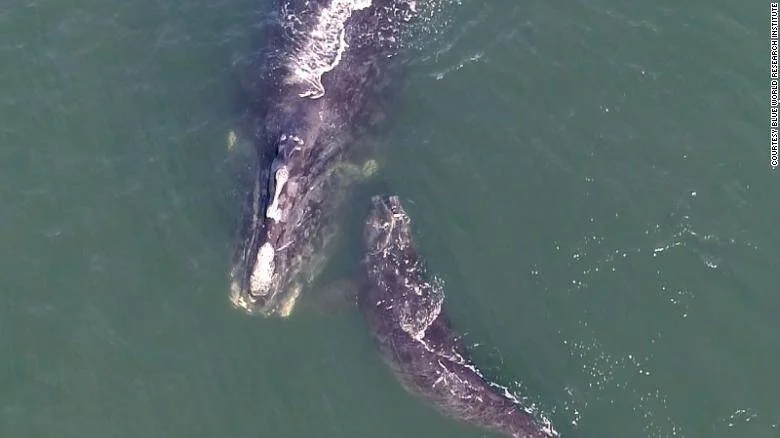 Vista aérea de dos ballenas francas nadando juntas en aguas oceánicas verdes, posiblemente una madre y su cría.
