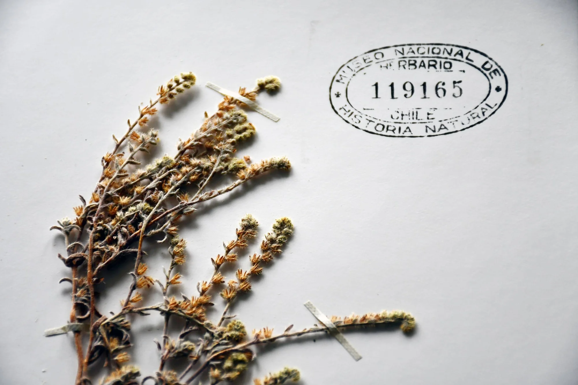 Espécimen vegetal seco montado en cartulina con sello del Herbario del Museo Nacional de Historia Natural de Chile, número 119165.