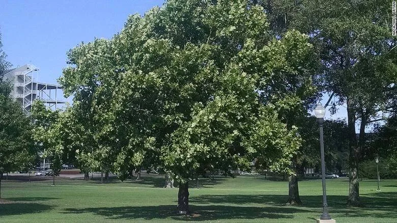 Árboles de copa frondosa en un parque urbano con césped verde y un edificio al fondo bajo cielo despejado.