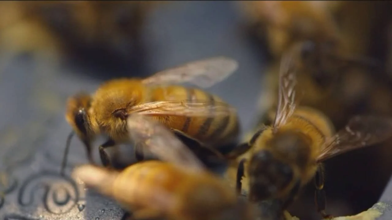 Abejas melíferas fotografiadas en primer plano extremo, mostrando detalles de su pelaje y alas sobre una superficie.