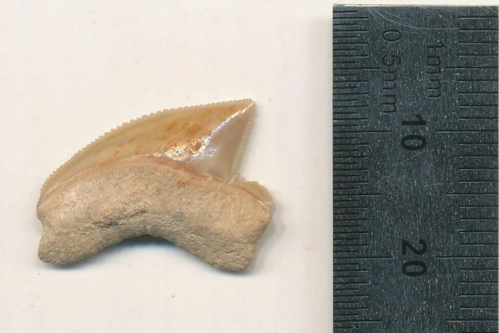 Diente fósil de tiburón de coloración beige con bordes serrados, fotografiado junto a una regla milimétrica que indica aproximadamente 20 mm de longitud.
