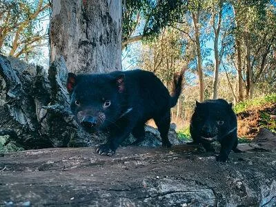 Dos diablos de Tasmania de pelaje negro caminan sobre un tronco caído en un bosque de eucaliptos.