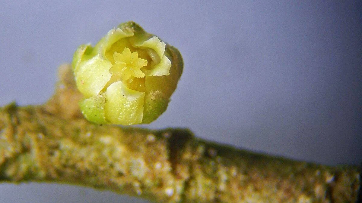 Primer plano de una yema floral verde amarillenta abriéndose en el extremo de una rama con textura rugosa.