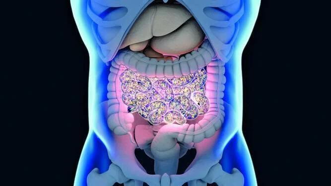 Ilustración médica 3D del abdomen humano con el intestino delgado iluminado mostrando bacterias de la microbiota intestinal.