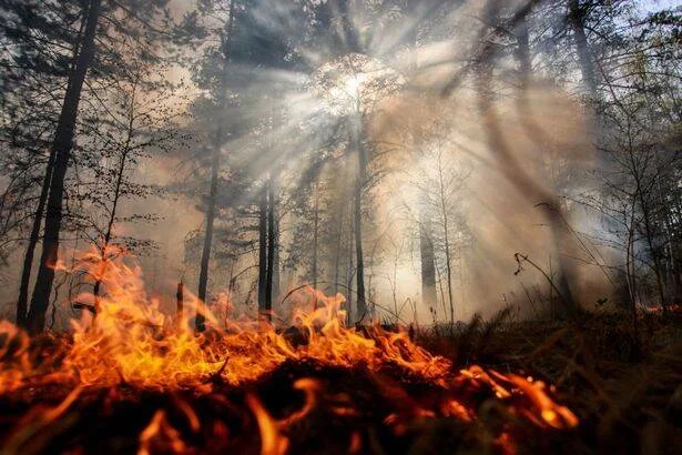 Llamas intensas consumen el suelo de un bosque mientras el humo se eleva entre los árboles con rayos de luz filtrados.