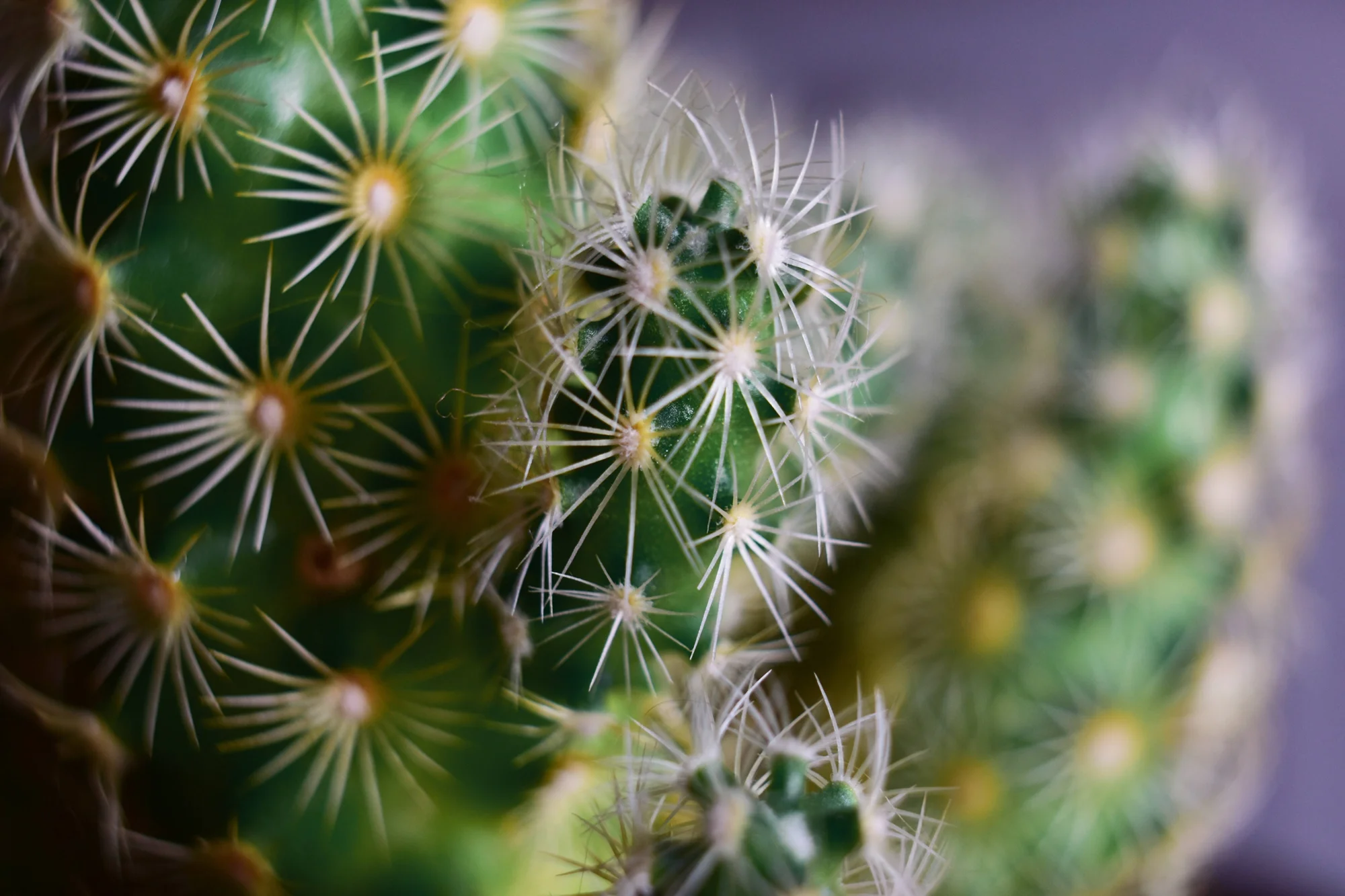 Detalle en macrofotografía de las espinas blancas y amarillas de un cactus globoso verde.