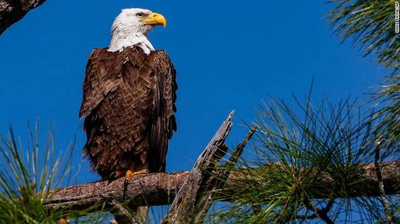 Águila de cabeza blanca adulta posada sobre una rama de pino con cielo azul de fondo.