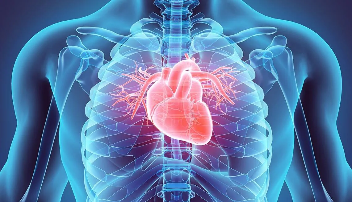 Ilustración médica en 3D que muestra el corazón y sus vasos sanguíneos destacados en rojo dentro del tórax humano transparente en azul.