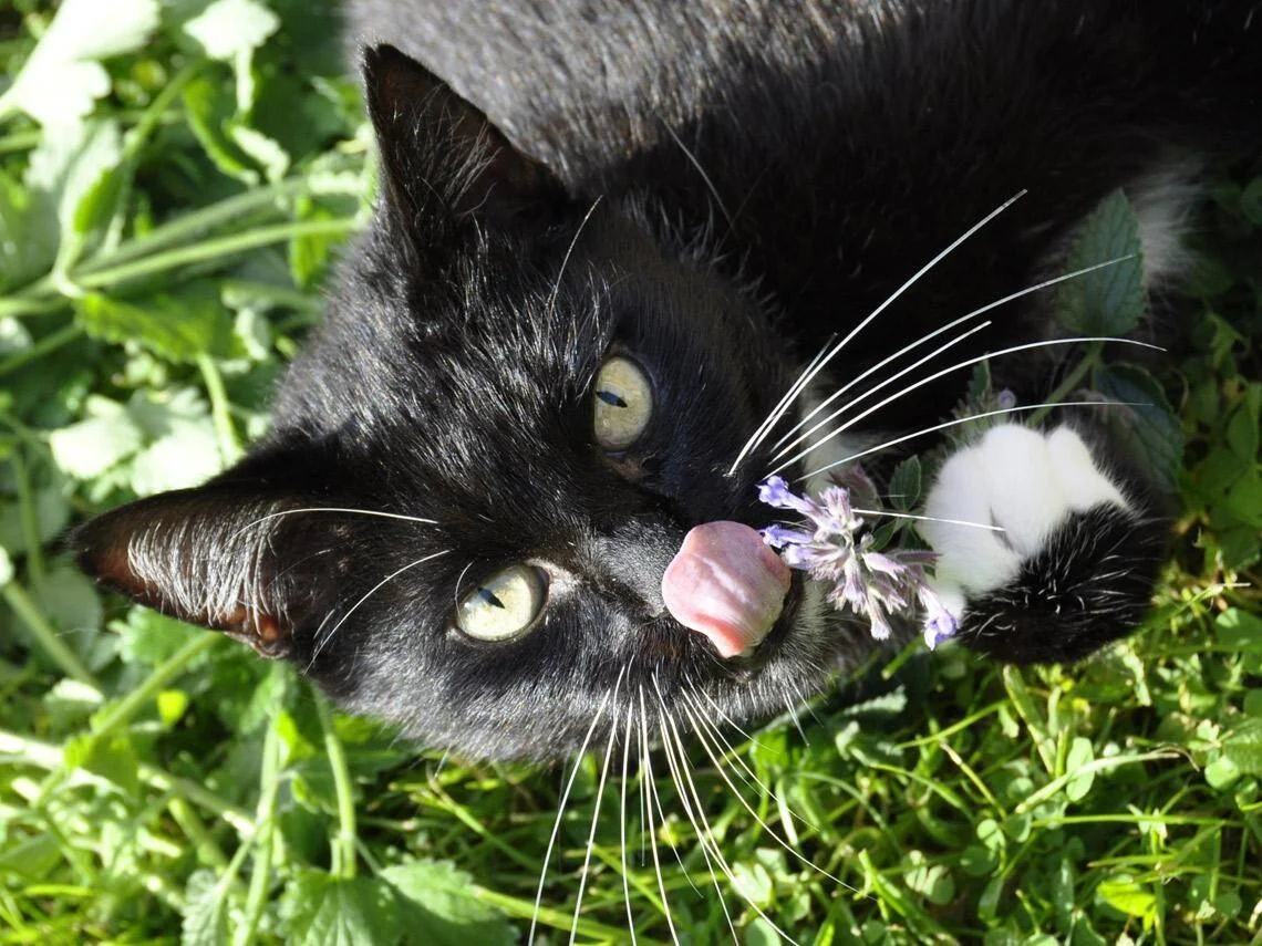 Gato negro con ojos verdes recostado en el pasto lame una pequeña flor lila sostenida con su pata blanca.