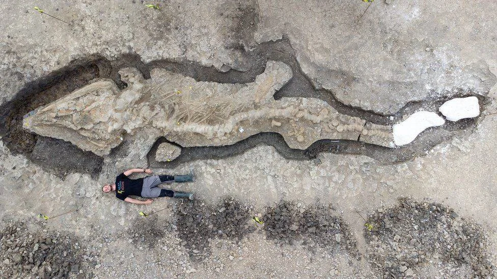 Vista aérea de un enorme esqueleto fósil de ictiosaurio recién excavado, con una persona tumbada junto a él para mostrar su escala.