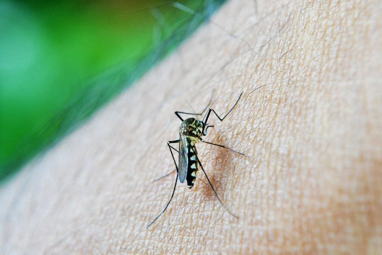 Mosquito con rayas negras y blancas picando la piel de una persona en primer plano.