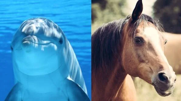 Comparación entre un delfín fotografiado bajo el agua y un caballo marrón en un entorno natural.