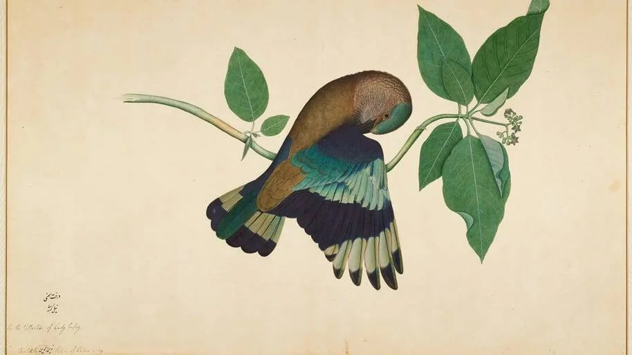 Ilustración naturalista de un ave de plumaje azul y marrón posada en una rama con hojas verdes, con las alas extendidas hacia abajo.