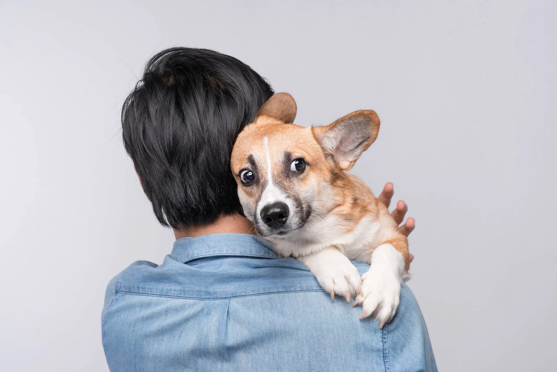 Una persona vista de espaldas sostiene en brazos a un perro corgi que mira a la cámara con expresión atenta.