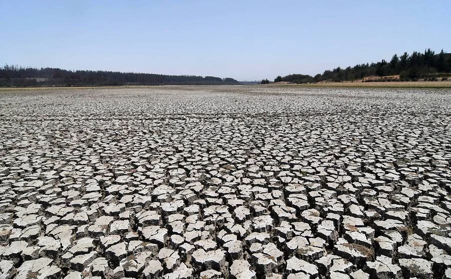 Extensa superficie de tierra completamente seca y agrietada, evidenciando una severa sequía, con árboles al fondo bajo cielo despejado.