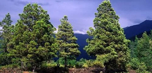 Tres pinos de copa frondosa verde destacan frente a montañas oscuras bajo un cielo nublado.