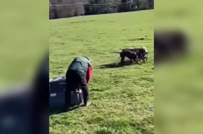 Dos perros forcejean en un campo mientras una persona agachada junto a un contenedor observa la situación.