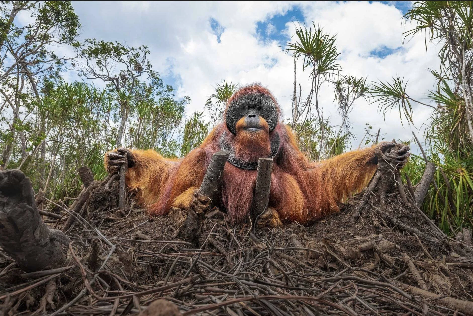 Orangután macho con almohadillas faciales sostiene ramas en suelo de selva tropical, fotografiado desde ángulo bajo.