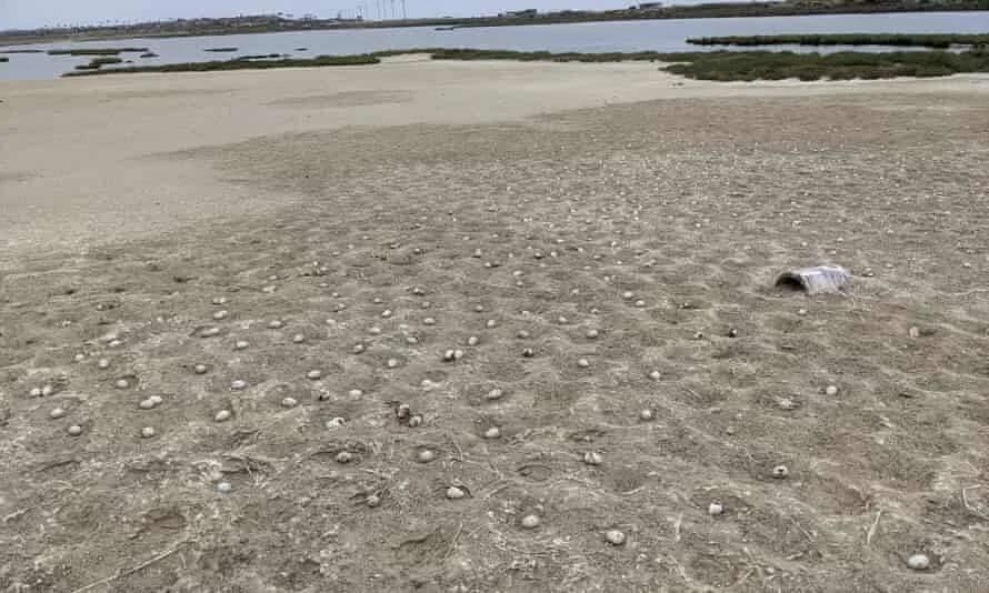 Decenas de huevos de aves esparcidos sobre un banco de arena junto a una laguna costera.