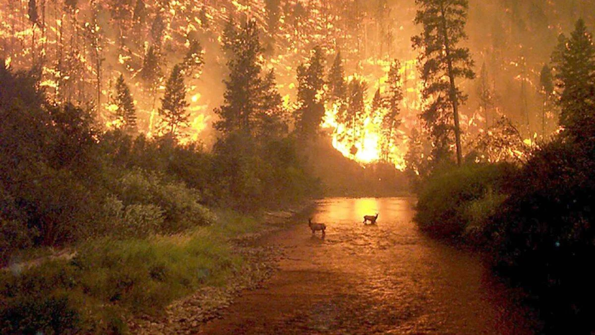 Dos ciervos cruzan un río mientras un devastador incendio forestal consume los árboles a su alrededor.