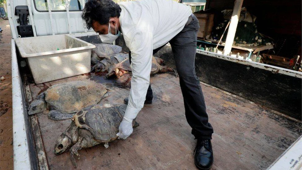 Un técnico con mascarilla y guantes examina varias tortugas marinas muertas en la cama de una camioneta.