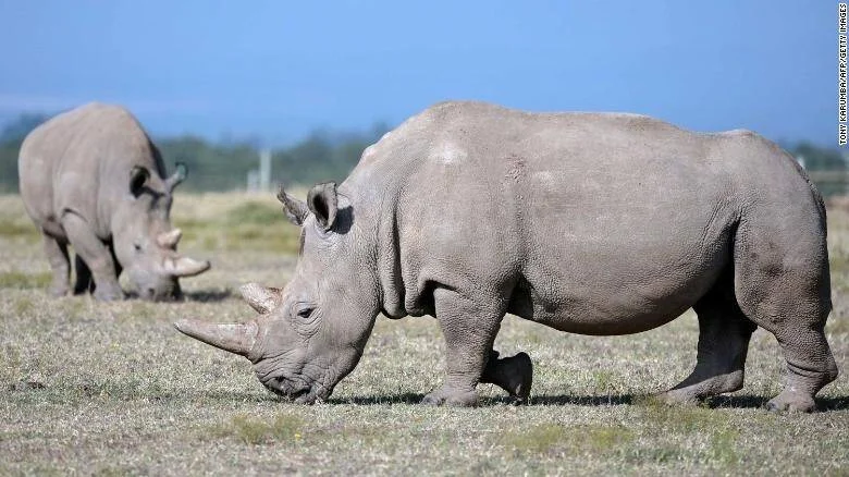 Dos rinocerontes blancos pastan en una llanura africana bajo un cielo azul despejado.