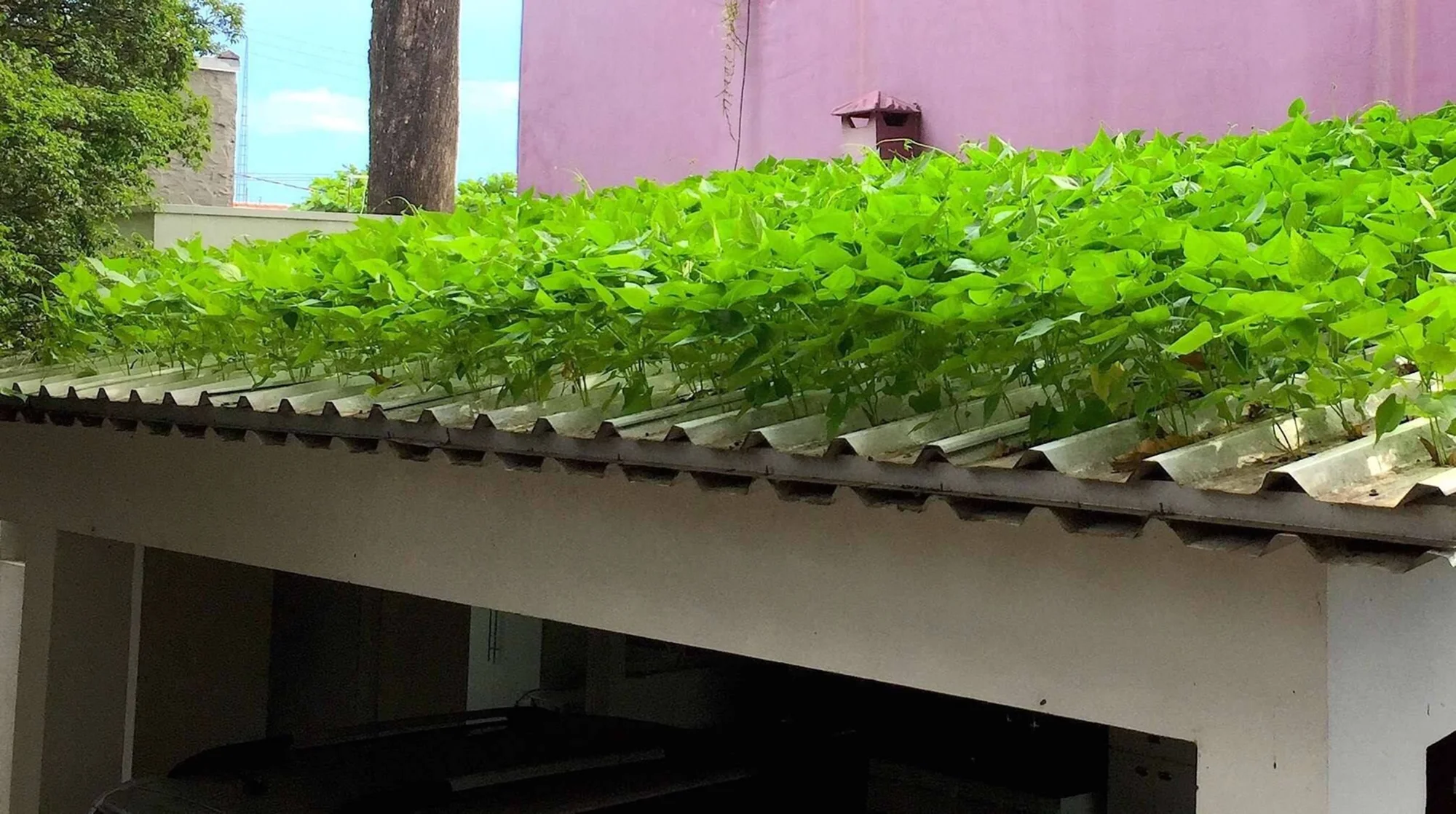 Exuberante vegetación trepadora cubre por completo el techo de chapa ondulada de una construcción urbana.
