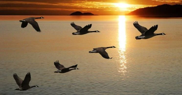 Siete gansos canadienses vuelan en formación sobre un lago tranquilo bajo un cielo dorado al atardecer.