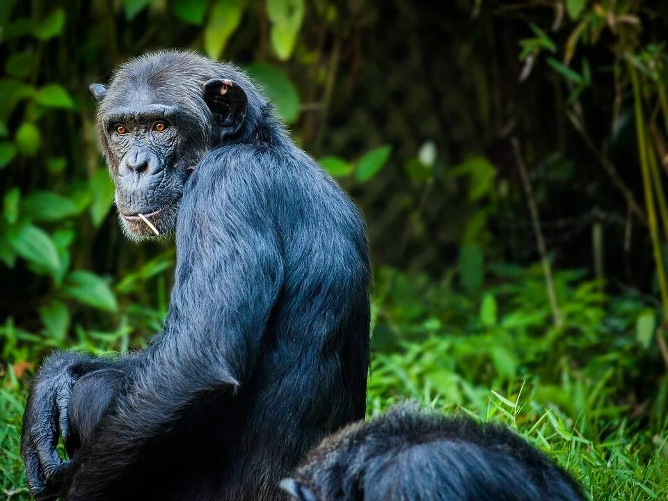 Chimpancé adulto con pelaje negro mira hacia atrás mientras está sentado sobre otro individuo en un entorno de vegetación tropical.