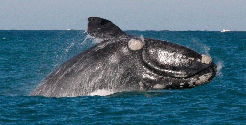 Ballena franca austral emerge y salta fuera del agua mostrando su cabeza con callosidades características.