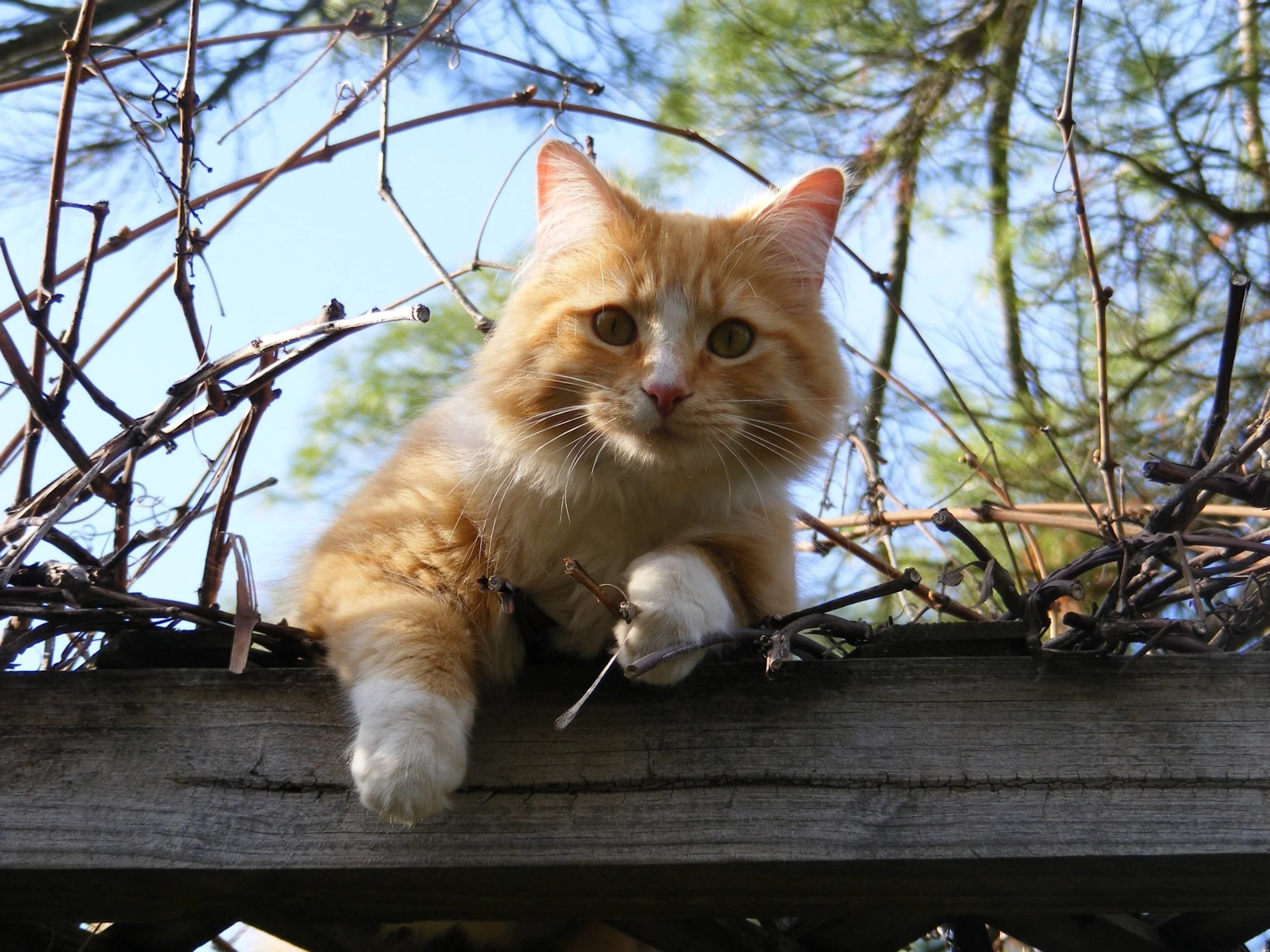 Gato de pelo largo y color naranja asomado desde lo alto de una valla de madera entre ramas secas, mirando directamente a la cámara.