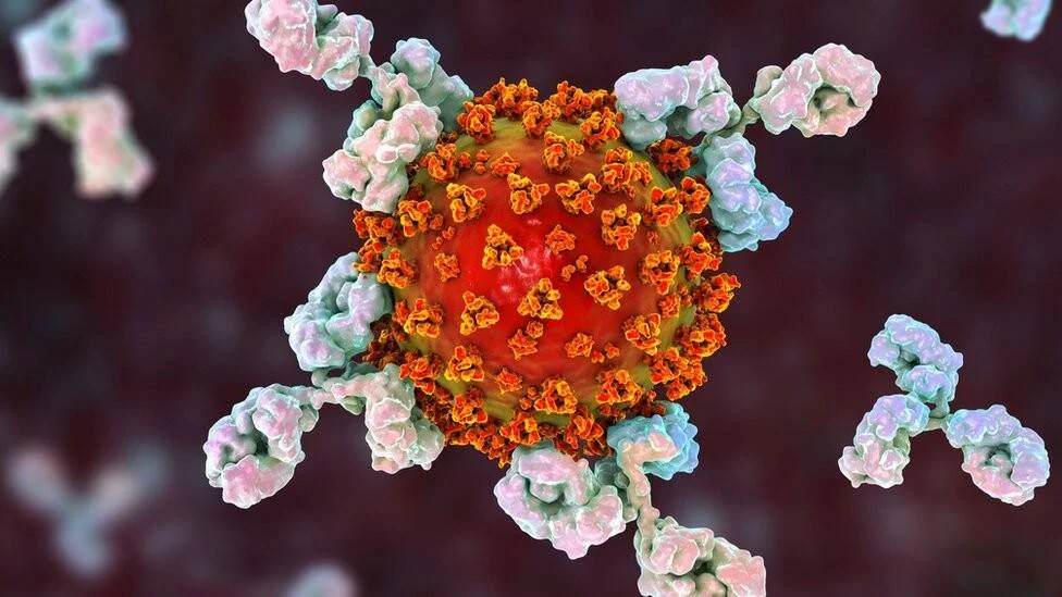 Representación tridimensional de anticuerpos uniéndose a la superficie de una partícula de coronavirus.