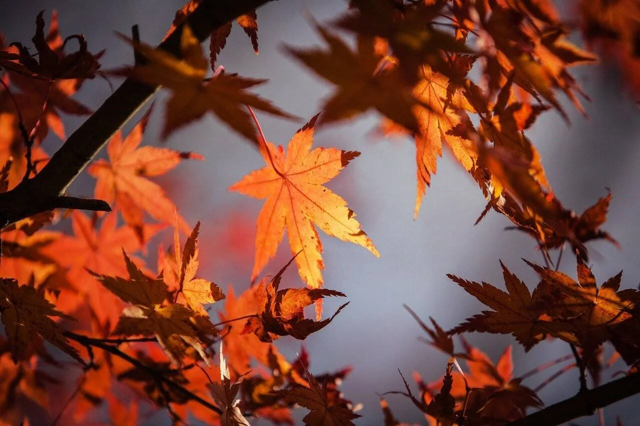 Hojas de arce japonés en tonos naranja y rojo iluminadas por la luz del sol en otoño.