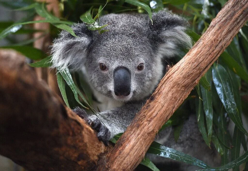 Un koala gris descansa sobre ramas de eucalipto mirando fijamente a la cámara.