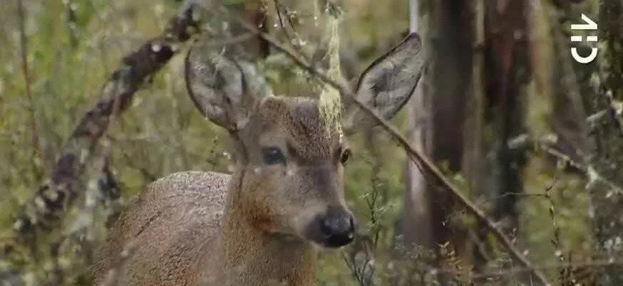 Ciervo joven observa entre ramas y arbustos en un bosque nativo.