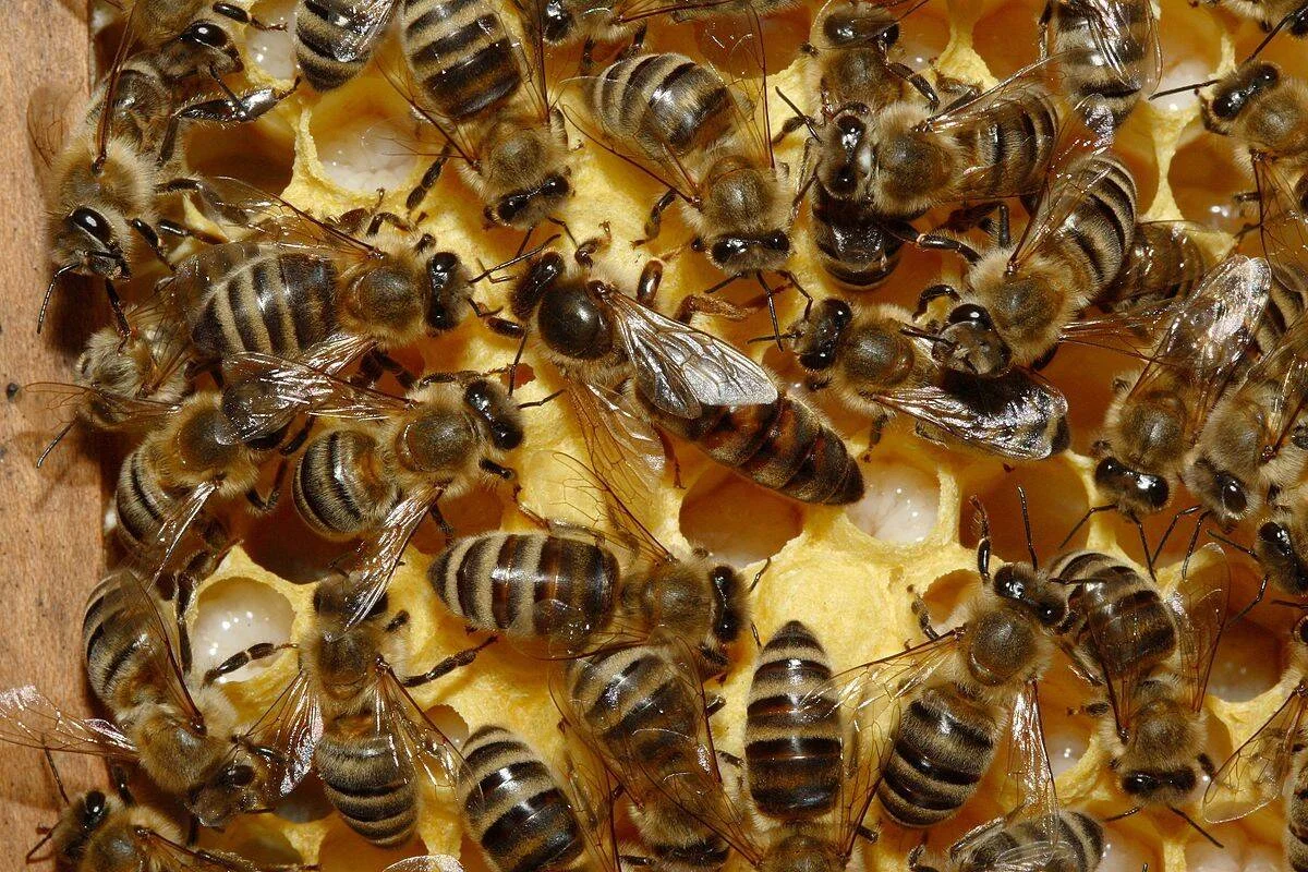 Numerosas abejas melíferas cubren un panal de cera con celdas abiertas y larvas visibles en su interior.