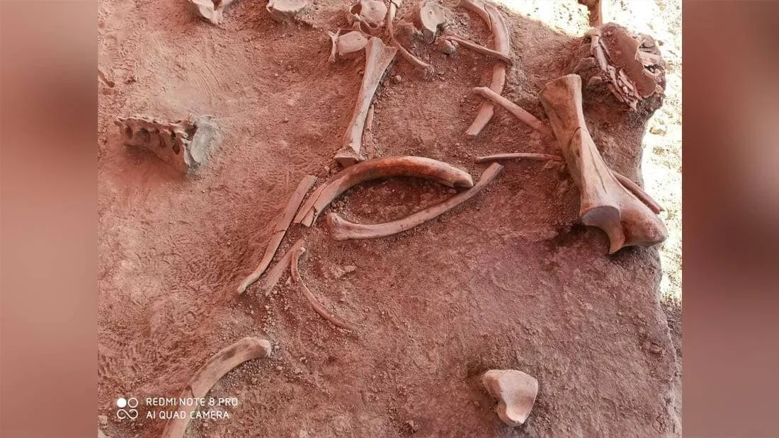 Conjunto de huesos y costillas fósiles semi enterrados en sedimento rojizo durante una excavación paleontológica.