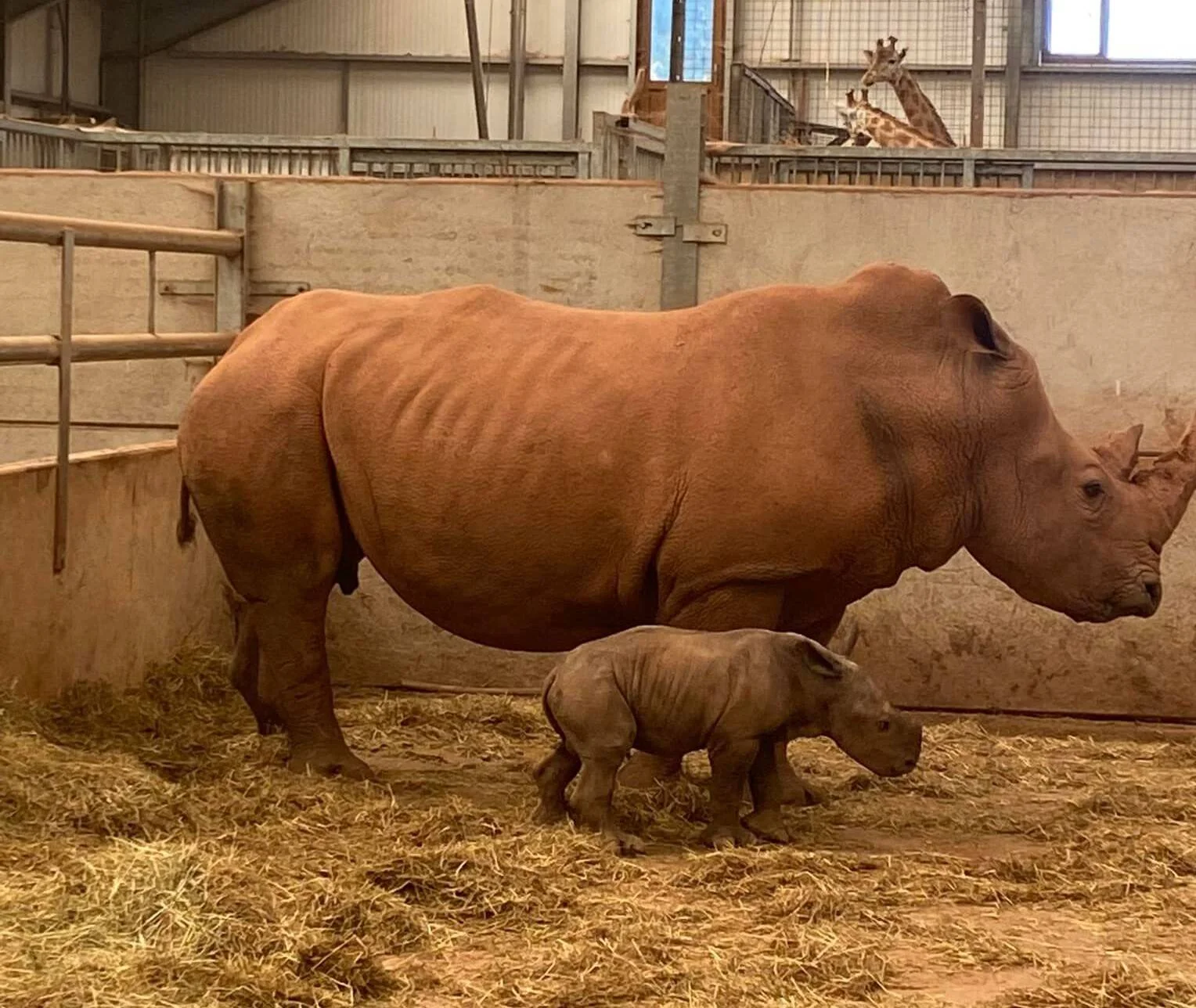 Rinoceronte adulto junto a su cría recién nacida sobre paja en el interior de un recinto de zoológico, con jirafas al fondo.