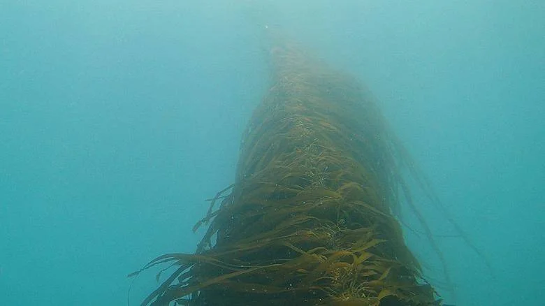 Vista submarina desde abajo de un largo tallo de alga kelp cubierto de frondas que se eleva hacia la superficie en aguas azul-verdosas.