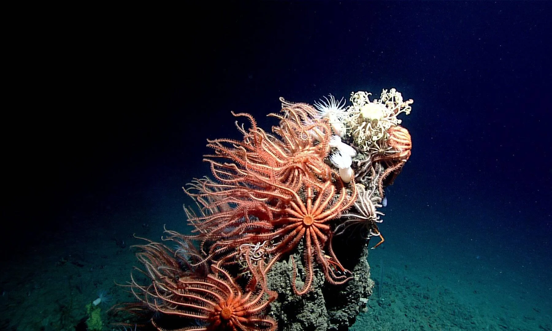 Colonia de crinoides rojos y corales blancos aferrados a una roca en el fondo oceánico profundo.