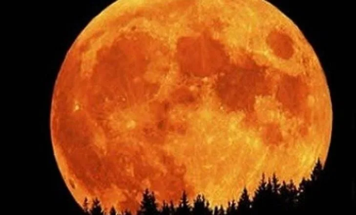 Luna llena de tonalidad naranja intensa se eleva sobre la silueta oscura de un bosque de coníferas en la noche.