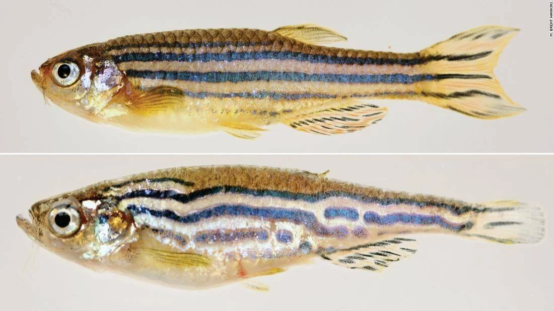 Dos peces cebra comparados: el superior muestra rayas azules uniformes y el inferior presenta manchas irregulares en la piel.