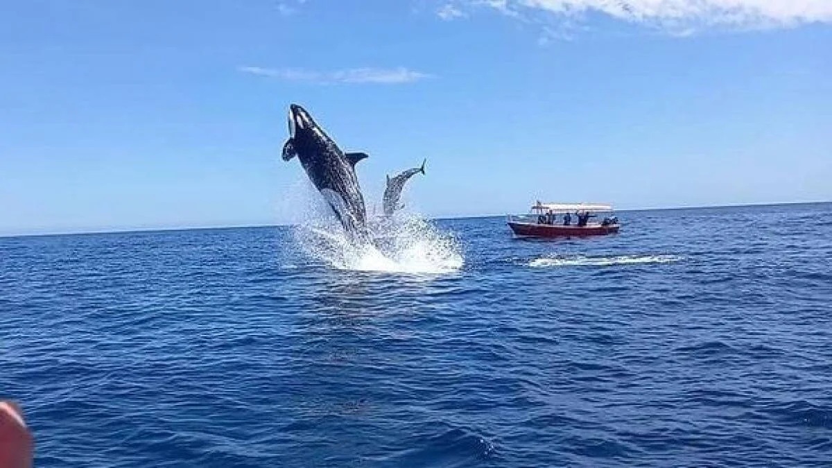 Una orca salta completamente fuera del mar junto a otro cetáceo, mientras una embarcación con turistas observa la escena al fondo.