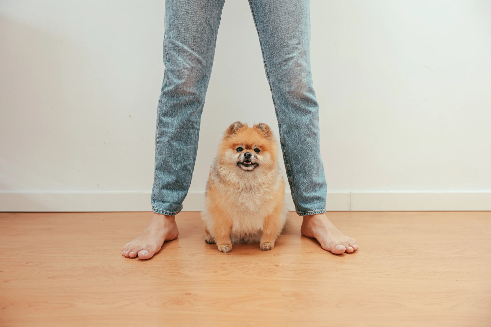 Un pequeño Pomerania anaranjado sentado en el suelo entre los pies descalzos de una persona con jeans, mirando a la cámara.