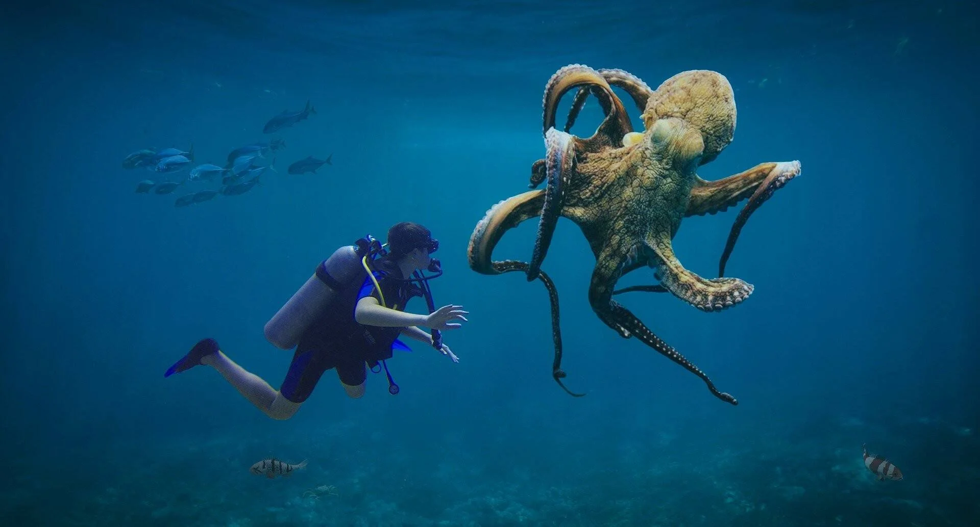Un buceador observa de cerca a un gran pulpo suspendido en aguas azules, rodeados de peces en el fondo marino.