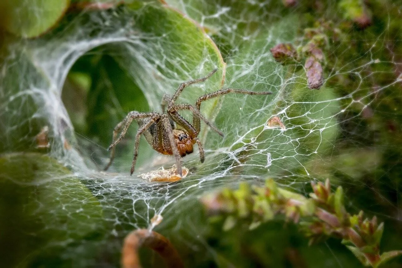 Araña marrón de gran tamaño sobre su densa tela en forma de embudo, rodeada de vegetación verde.