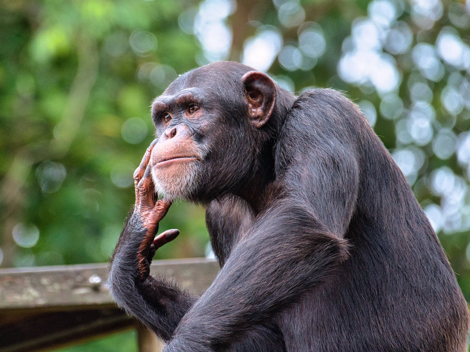 Chimpancé adulto apoya la mano en su mejilla y mira hacia arriba con expresión reflexiva, ante un fondo verde desenfocado.